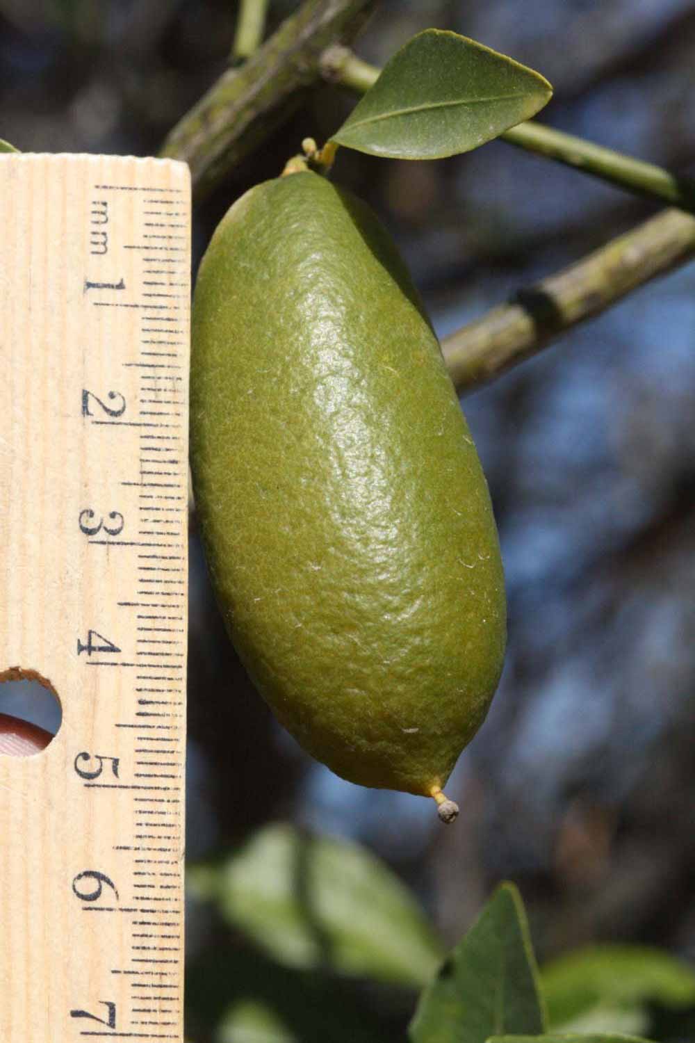              Fruit (Riverside, CA)       